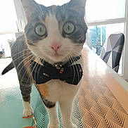 Mia participe au concours pour gagner de l'argent avec cette photo : cat, bow_tie, table, pattern, ribbon, curious, indoor, window, light, pet, domestic_animal, whiskers, feline, close_up, front_legs, playing, collar, white_paws, striped_fur, domestic_life