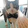 cat, bow_tie, table, pattern, ribbon, curious, indoor, window, light, pet, domestic_animal, whiskers, feline, close_up, front_legs, playing, collar, white_paws, striped_fur, domestic_life
