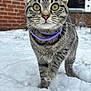 cat, tabby_cat, pet, animal, snow, winter, whiskers, green_eyes, purple_collar, collar, paw, close_up, portrait, outdoor, brick_wall, curious, walking, feline, domestic_cat, playful