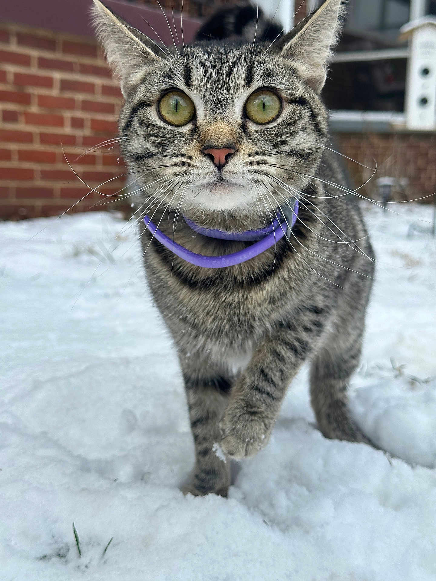 Caroline is registered to the contest to win money with this photo: cat, tabby_cat, pet, animal, snow, winter, whiskers, green_eyes, purple_collar, collar, paw, close_up, portrait, outdoor, brick_wall, curious, walking, feline, domestic_cat, playful