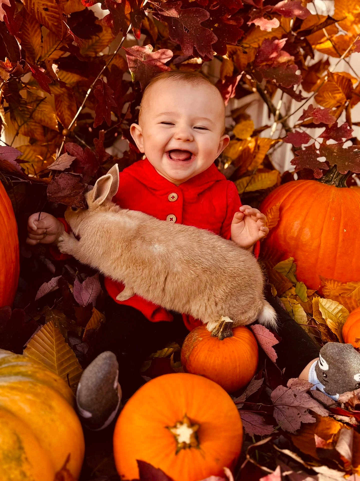 Ryleigh joined the competition — help win amazing prizes! baby, infant, child, bunny, rabbit, pumpkin, pumpkins, autumn, fall_leaves, fall, smile, laughing, red_jacket, orange, seasonal, cute, cozy, sitting, portrait, leaf_litter
