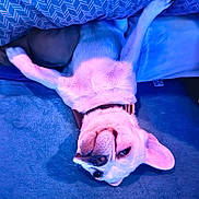 Gizmo is registered to the contest to win money with this photo: dog, upside_down, couch, blue, purple_lighting, pet, relaxed, fur, collar, indoor, cozy, canine, cute, sleepy, comfort, animal, portrait, resting, home, soft_texture