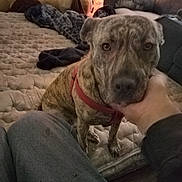 Nova is registered to the contest to win money with this photo: dog, brindle, red_harness, mattress, quilted, hand, human, indoor, christmas_tree, lights, cushions, blanket, plush, cozy, living_room, pet, animal, sitting, comfort, warm