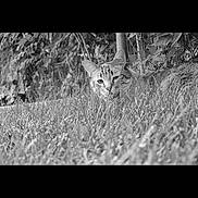 Joey joined the competition — help win amazing prizes! cat, tabby_cat, grass, outdoor, animal, pet, nature, feline, black_and_white, leaves, plant, mammal, wildlife, close_up, lying_down, ears, face, eyes, quiet, resting