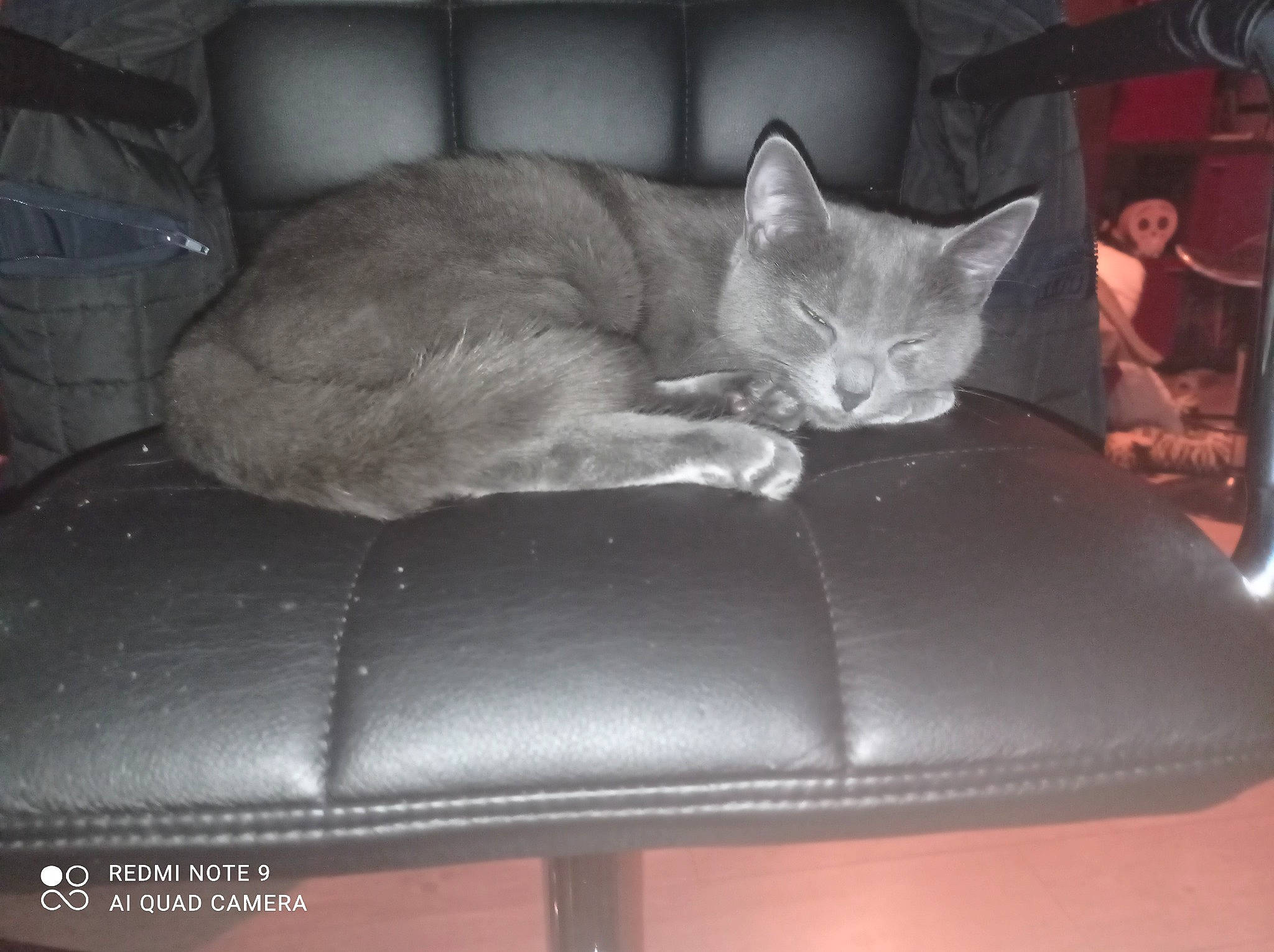 Pelote participe au concours pour gagner de l'argent avec cette photo : carnivore, cat, cat_bed, cat_supply, comfort, domestic_short_haired_cat, eye, fawn, felidae, fur, furniture, grey, head, mammal, nap, sitting, small_to_medium_sized_cats, tail, whiskers