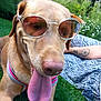 dog, sunglasses, tongue_out, grass, outdoor, summer, happy, pet, canine, close_up, brown_dog, harness, relaxing, nature, tattoo, human_arm, patterned_clothing, sunny, casual, playful