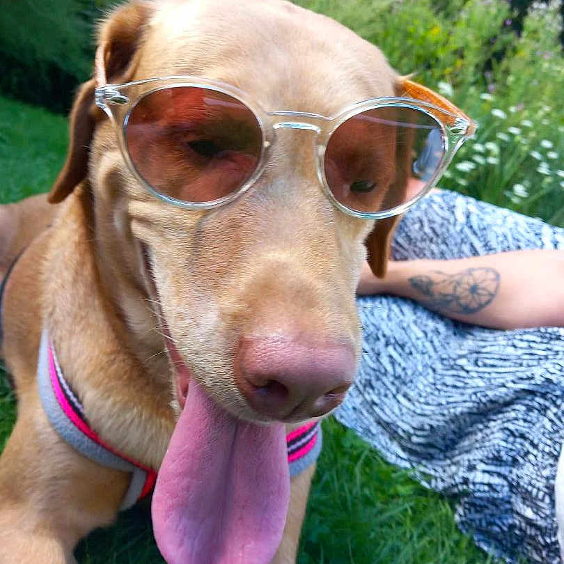 Luna a rejoint le concours — aidez-le/la à gagner de superbes lots ! brown_dog, canine, casual, close_up, dog, grass, happy, harness, human_arm, nature, outdoor, patterned_clothing, pet, playful, relaxing, summer, sunglasses, sunny, tattoo, tongue_out