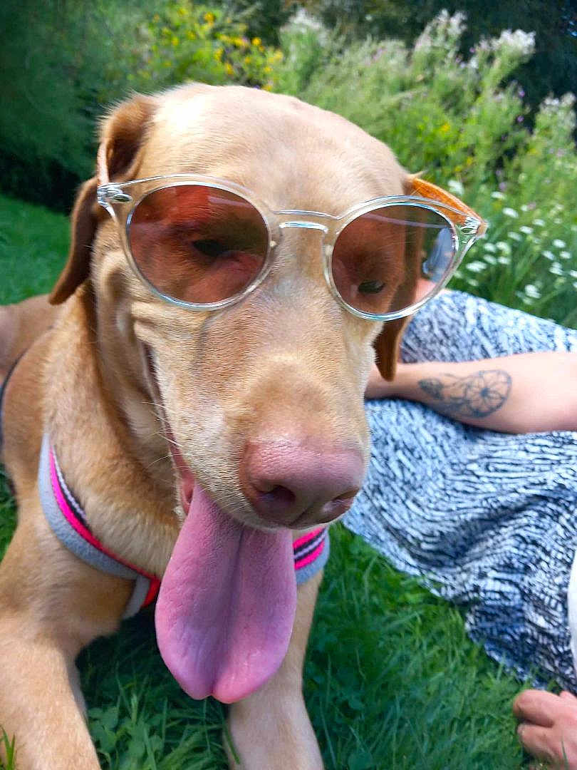 Luna a rejoint le concours — aidez-le/la à gagner de superbes lots ! dog, sunglasses, tongue_out, grass, outdoor, summer, happy, pet, canine, close_up, brown_dog, harness, relaxing, nature, tattoo, human_arm, patterned_clothing, sunny, casual, playful