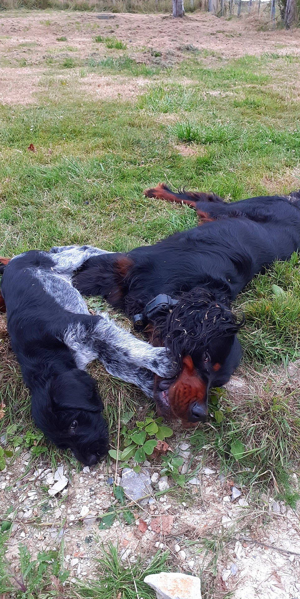 Ryder a rejoint le concours — aidez-le/la à gagner de superbes lots ! canidae, carnivore, dog, dog_breed, gordon_setter, hunting_dog, jagdterrier, setter, sporting_group