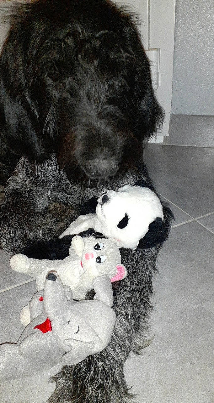 Ryder a rejoint le concours — aidez-le/la à gagner de superbes lots ! bolonka, canidae, carnivore, cavapoo, cockapoo, dog, dog_breed, kyi_leo, labradoodle, mammal, non_sporting_group, portuguese_water_dog, puppy, rare_breed_dog, schapendoes, schnoodle, spanish_water_dog, sporting_group, tibetan_terrier, vertebrate