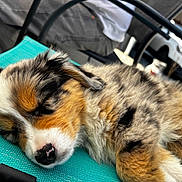 Aïko participe au concours pour gagner de l'argent avec cette photo : puppy, dog, sleeping, outdoor, chair, furry, tricolor, closeup, pet, resting, nose, ear, fur, animal, relaxation, daylight, fabric, colorful, calm, cute