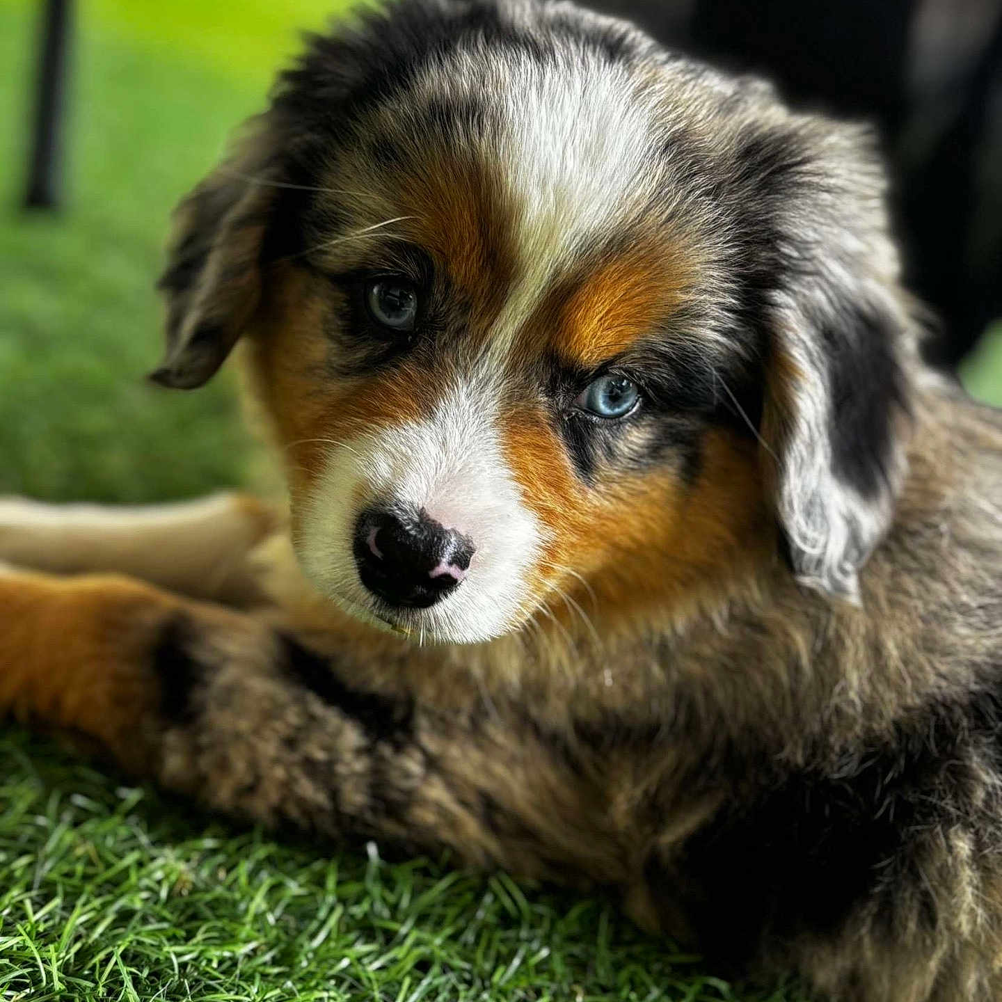 Aïko a rejoint le concours — aidez-le/la à gagner de superbes lots ! adorable, animal, blue_eyes, close_up, cute, dog, ears, fur, grass, lying_down, nature, nose, outdoor, pet, portrait, puppy, soft_focus, tricolor, whiskers, young_dog
