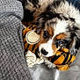 Aïko a rejoint le concours — aidez-le/la à gagner de superbes lots ! puppy, dog, blue_eyes, toy, plush_toy, blanket, cozy, cute, fur, pet, animal, indoor, resting, soft_texture, snuggling, small_dog, adorable, playful, lying_down, comfort