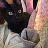 Egypt is registered to the contest to win money with this photo: black_cat, cat, pet, animal, person, face, eyes, blanket, pillow, bed, indoor, cozy, resting, closeup, feline, curious, comfort, home, soft, relaxation