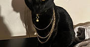 Egypt is registered to the contest to win money with this photo: black_cat, gold_chains, yellow_eyes, shadow, indoor, table, blanket, feline, pet, jewelry, dark_surface, wall, cozy, closeup, domestic_animal, cute, portrait, sitting, animal, accessory