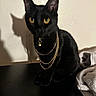 black_cat, gold_chains, yellow_eyes, shadow, indoor, table, blanket, feline, pet, jewelry, dark_surface, wall, cozy, closeup, domestic_animal, cute, portrait, sitting, animal, accessory
