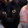 Egypt joined the competition — help win amazing prizes! black_cat, cat, pet, indoor, close_up, yellow_eyes, curious, person_partially_visible, braided_hair, blanket, fabric, cozy, soft_lighting, feline, animal, domestic_cat, whiskers, ears, face, portrait