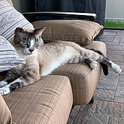 Archie joined the competition — help win amazing prizes! animal, blue_eyes, brown_fur, cat, comfort, cushions, feline, home, house, leisure, outdoor, patio, pet, relaxing, resting, sofa, striped, sunlight, tiles, white_paws