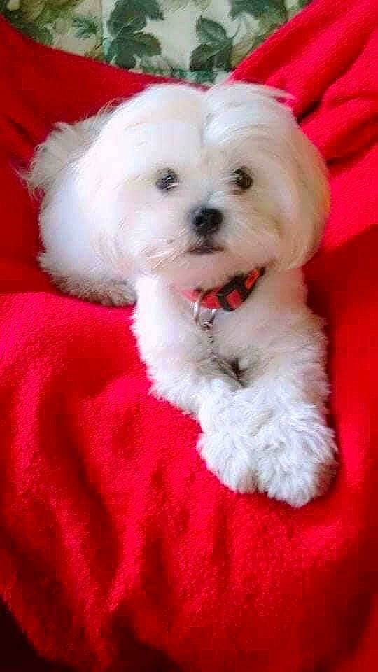 Asia joined the competition — help win amazing prizes! canidae, carnivore, companion_dog, dog, dog_breed, dog_collar, dog_supply, firefighter, fur, labradoodle, pink, puppy, puppy_love, small_terrier, snout, sporting_group, terrier, toy_dog, water_dog, working_animal