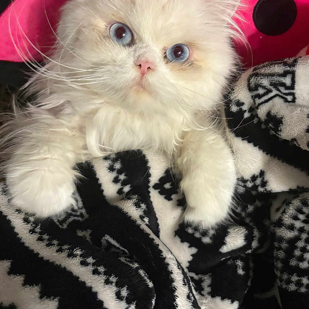 Angel joined the competition — help win amazing prizes! adorable, animal, blanket, blue_eyes, cat, close_up, cozy, cute, fluffy, fur, indoor, kitten, patterned_blanket, pet, pink_background, resting, small, soft, whiskers, white_fur