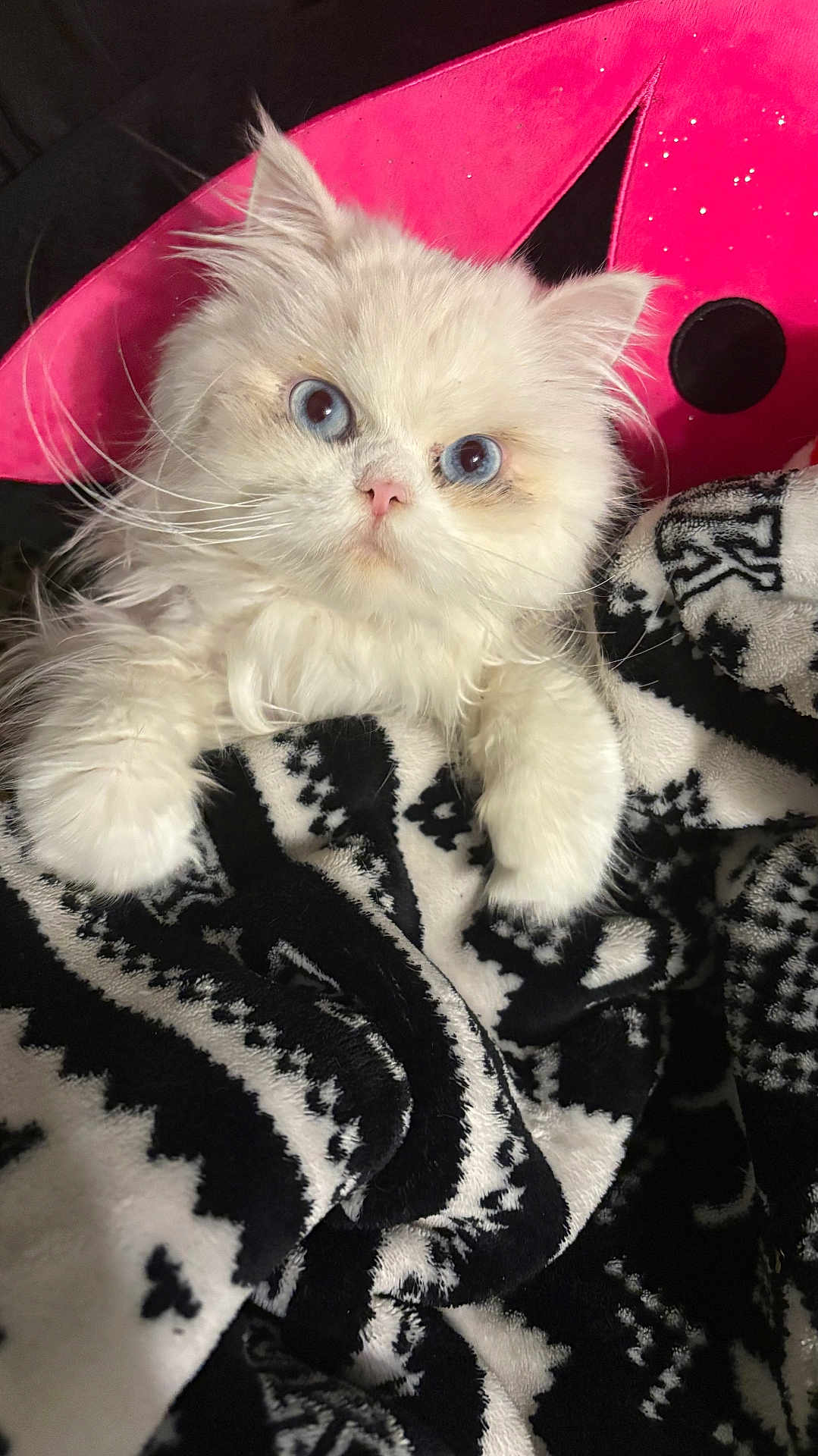 Angel joined the competition — help win amazing prizes! kitten, cat, blue_eyes, white_fur, fluffy, blanket, patterned_blanket, cozy, pet, animal, cute, indoor, close_up, fur, whiskers, pink_background, soft, resting, small, adorable