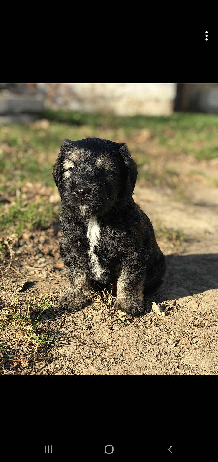 Odin joined the competition — help win amazing prizes! canidae, carnivore, companion_dog, dog, dog_breed, non_sporting_group, puppy, shadow, small_terrier, snout, soil, sporting_group, terrestrial_animal, terrier, toy_dog, working_animal, working_dog