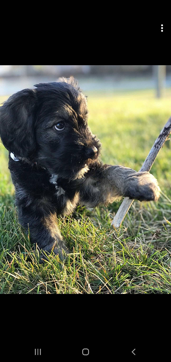 Odin joined the competition — help win amazing prizes! canidae, carnivore, collar, companion_dog, dog, dog_breed, fur, grass, hunting_dog, mammal, puppy, snout, sporting_group, vertebrate, working_animal, working_dog