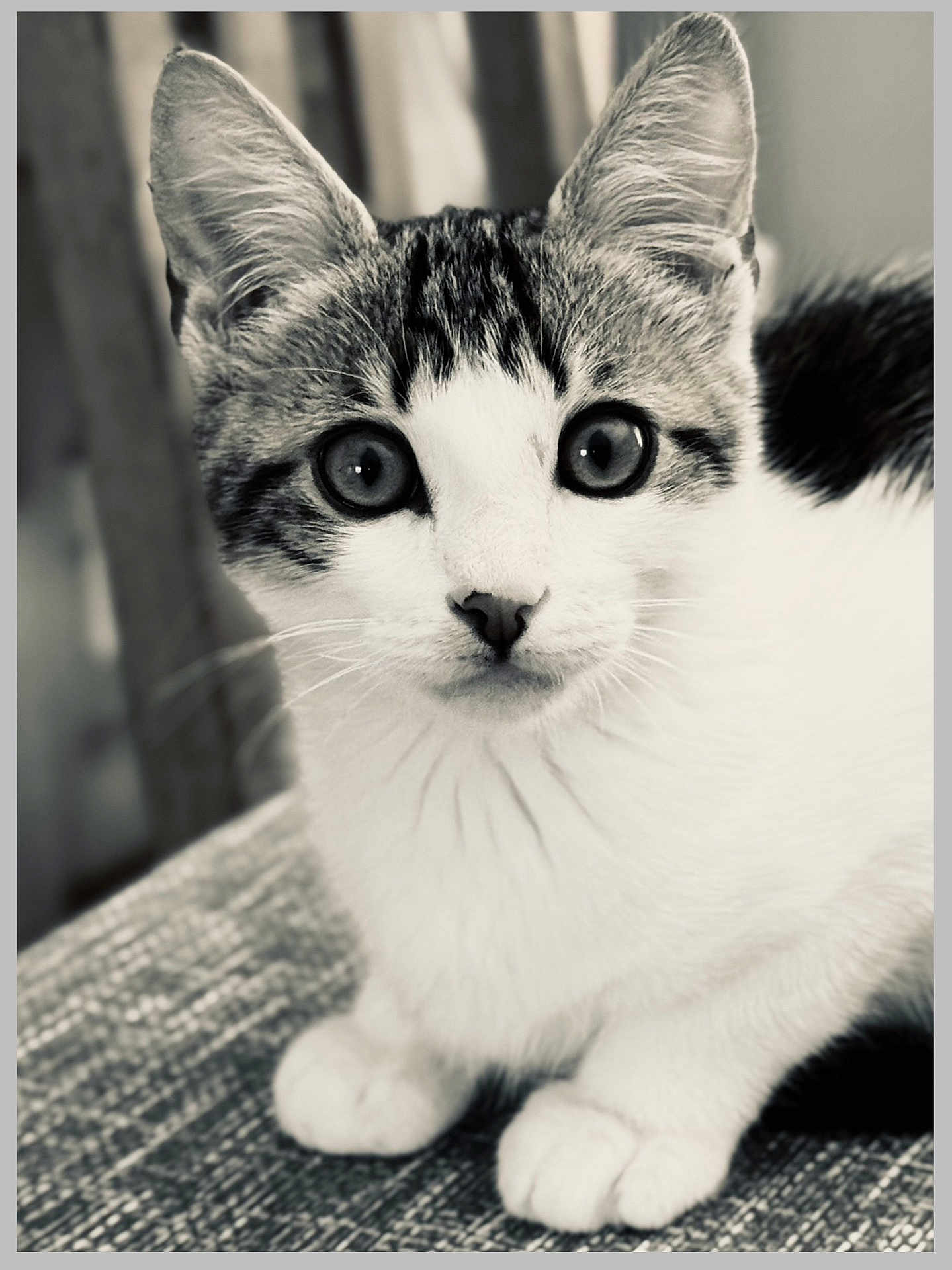 Albus