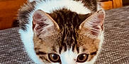 Albus a rejoint le concours — aidez-le/la à gagner de superbes lots ! animal, cat, close_up, crouching, curious, cute, ears, eyes, feline, focused, indoor, kitten, pet, soft_light, tabby, texture, whiskers, white_fur, wooden_background, young_cat
