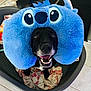 animal, black_dog, blue, canine, costume, cute, dog, fabric, floor_tiles, furry, happy, home, indoor, looking_up, pet, pet_bed, playful, plush, smiling, toy