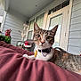 animal, blanket, cat, closeup, collar, curious, domestic_animal, door, feline, home, house, outdoor, pet, plants, porch, relaxing, resting, tabby, wicker_chair, window