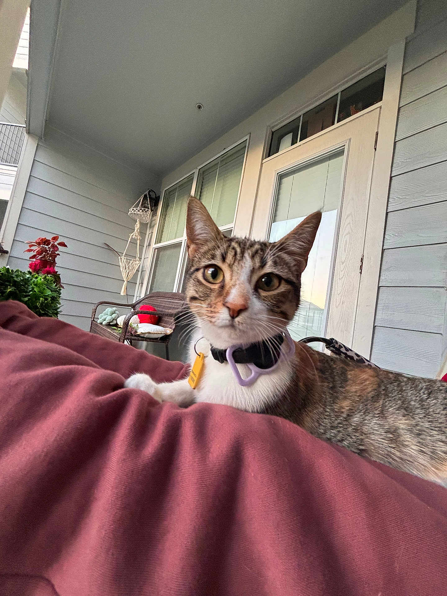 Nicole joined the competition — help win amazing prizes! cat, tabby, collar, pet, outdoor, porch, blanket, plants, wicker_chair, window, door, curious, feline, domestic_animal, resting, closeup, animal, house, relaxing, home