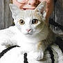 Chouquette a rejoint le concours — aidez-le/la à gagner de superbes lots ! animal, brown_cat, cat, closeup, cozy, cute, face, feline, glasses, indoor, knit_sweater, looking_at_camera, person, pet, portrait, shoulder, smile, warm, white_cat, young_person