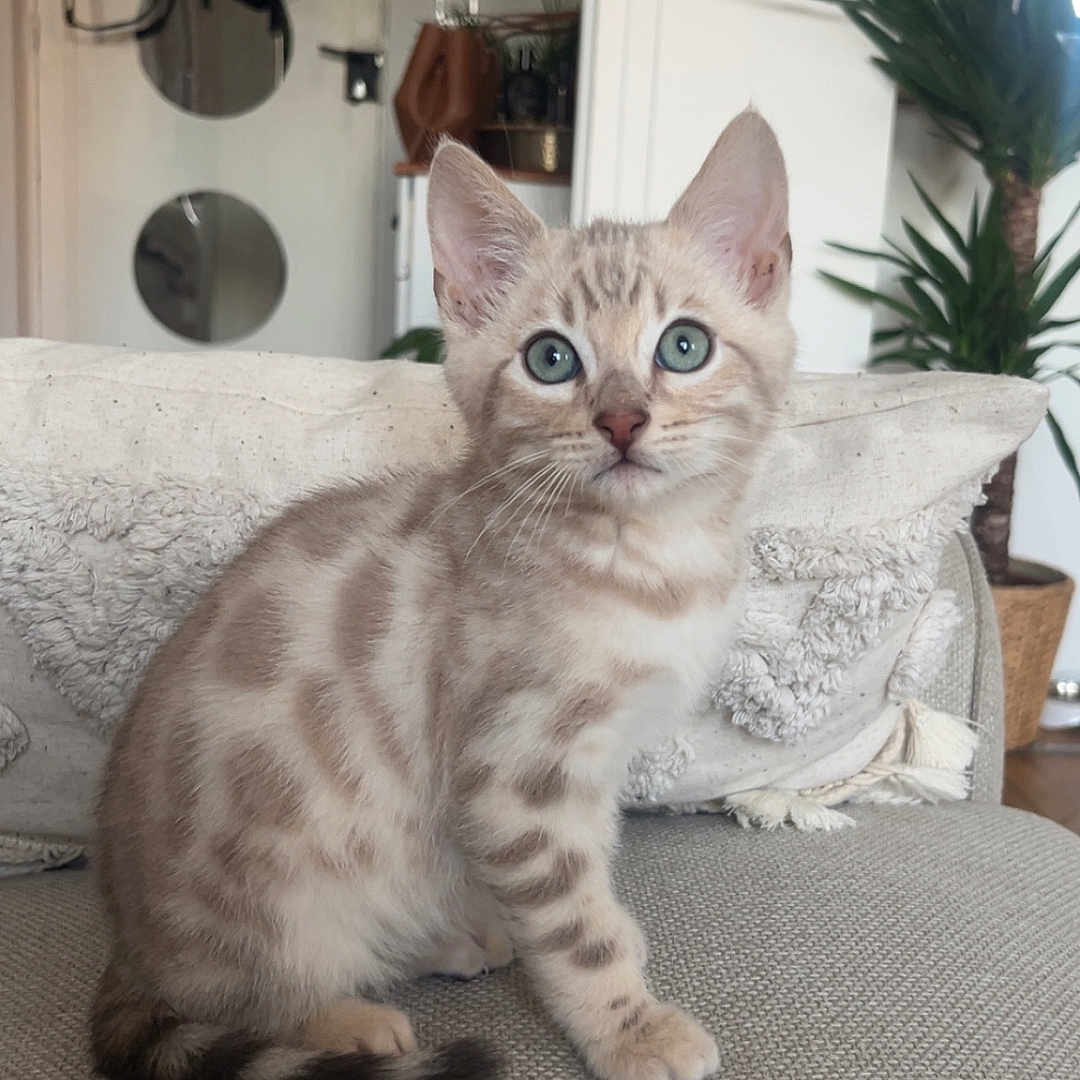 Arès a rejoint le concours — aidez-le/la à gagner de superbes lots ! blue_eyes, cat, couch, cozy, curious, domestic_animal, ears, feline, fur, home_decor, indoor_plant, kitten, living_room, pet, pillow, sitting, soft_texture, spotted_fur, tail, whiskers