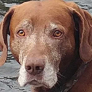 Buddy joined the competition — help win amazing prizes! carnivoran, chesapeake_bay_retriever, dog, dog_breed, dog_like_mammal, hunting_dog, labrador_retriever, nose, retriever, snout, sporting_group