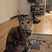 Honey is registered to the contest to win money with this photo: cat, kitten, pet, indoor, rug, hardwood_floor, collar, bell, shoes, shoe_rack, coat_rack, entryway, curious, looking_at_camera, whiskers, big_eyes, sitting, home_interior, floor, portrait
