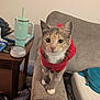 Honey joined the competition — help win amazing prizes! cat, kitten, pet, red_sweater, sweater, couch, armrest, indoor, tumbler, side_table, speaker, furniture, whiskers, paws, eyes, portrait, cozy, blanket, mattress, curious