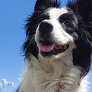 Diva a rejoint le concours — aidez-le/la à gagner de superbes lots ! dog, border_collie, black_and_white, fluffy, tongue_out, outdoor, blue_sky, grass, happy, pet, canine, fur, ears, nature, animal, close_up, portrait, sunny, smiling, beautiful