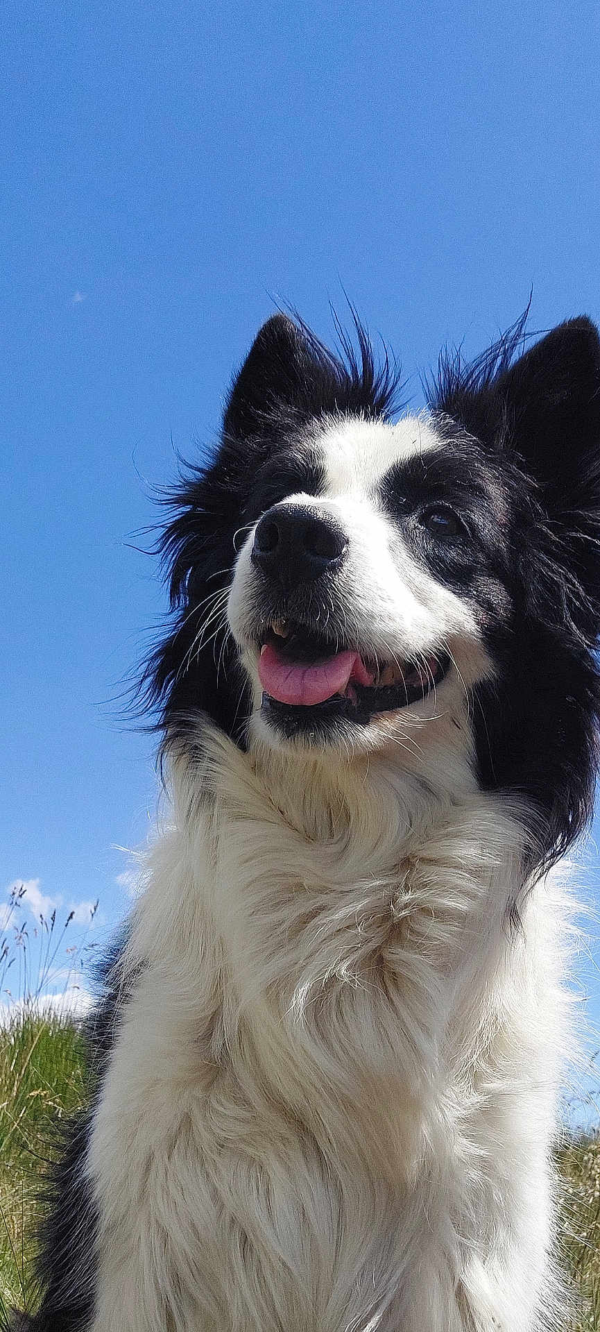Diva