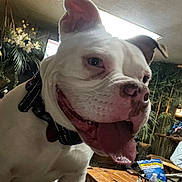 Lolabean is registered to the contest to win money with this photo: dog, white_dog, indoor, happy, tongue_out, smiling, collar, table, plants, wooden_table, water_bottle, snacks, household_items, pet, canine, close_up, face, ears, tongue, animal