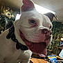 dog, white_dog, indoor, happy, tongue_out, smiling, collar, table, plants, wooden_table, water_bottle, snacks, household_items, pet, canine, close_up, face, ears, tongue, animal