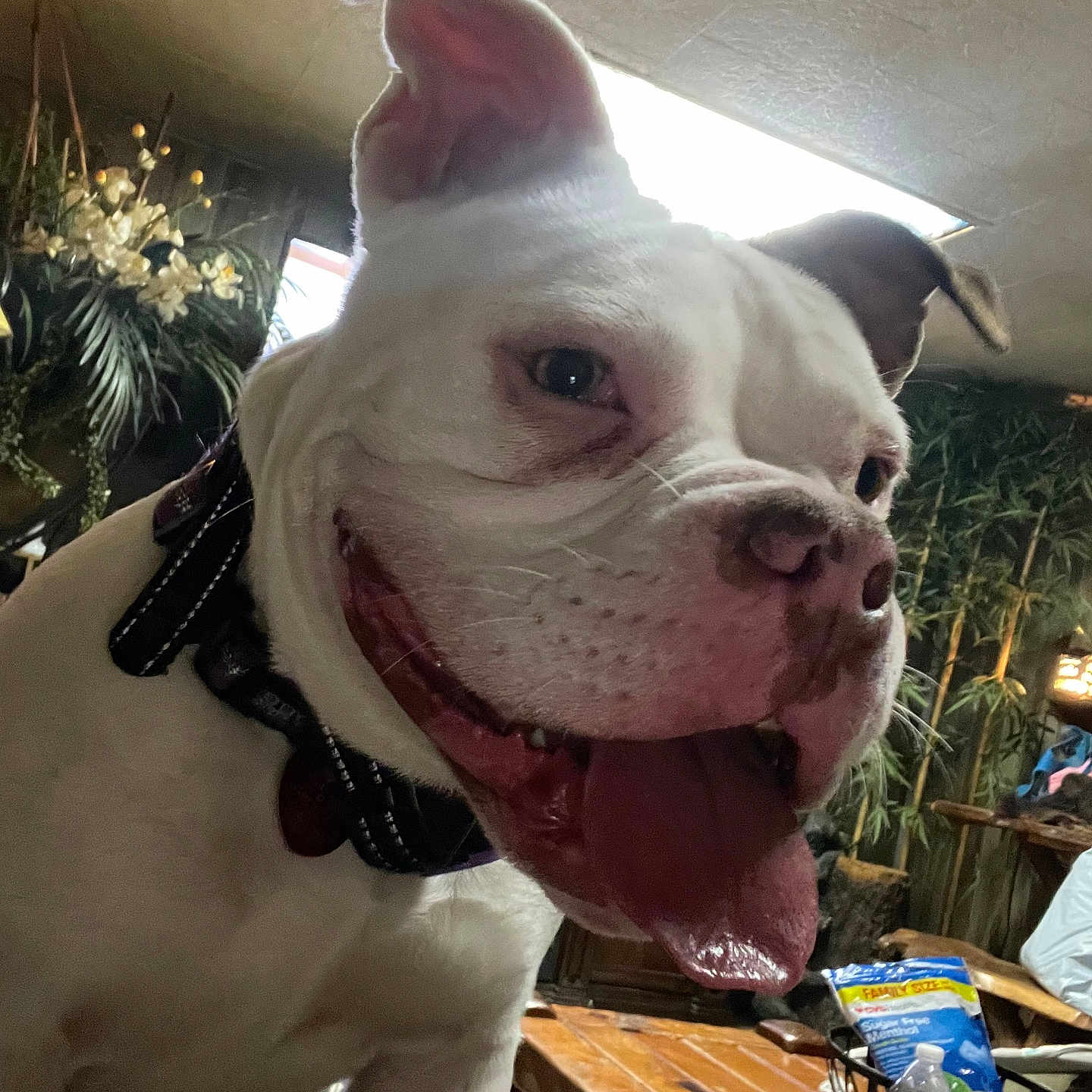 Lolabean is registered to the contest to win money with this photo: animal, canine, close_up, collar, dog, ears, face, happy, household_items, indoor, pet, plants, smiling, snacks, table, tongue, tongue_out, water_bottle, white_dog, wooden_table