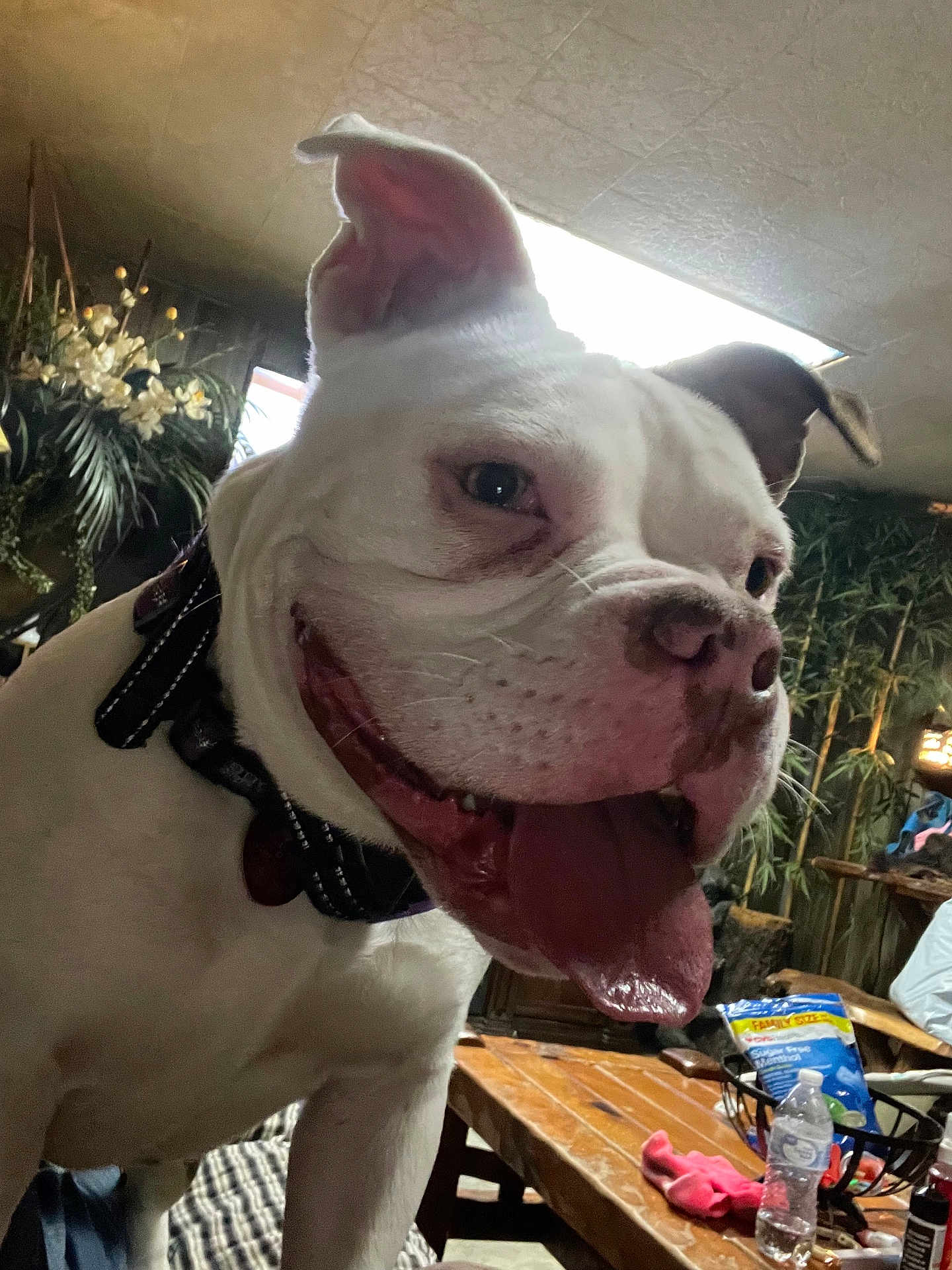 Lolabean is registered to the contest to win money with this photo: dog, white_dog, indoor, happy, tongue_out, smiling, collar, table, plants, wooden_table, water_bottle, snacks, household_items, pet, canine, close_up, face, ears, tongue, animal