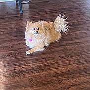 Koko joined the competition — help win amazing prizes! dog, fluffy, brown, pet, indoor, wooden_floor, collar, heart_tag, curious, small_dog, cute, animal, domestic, fur, laying_down, household, companion, canine, quiet, relaxed