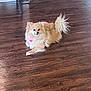 dog, fluffy, brown, pet, indoor, wooden_floor, collar, heart_tag, curious, small_dog, cute, animal, domestic, fur, laying_down, household, companion, canine, quiet, relaxed