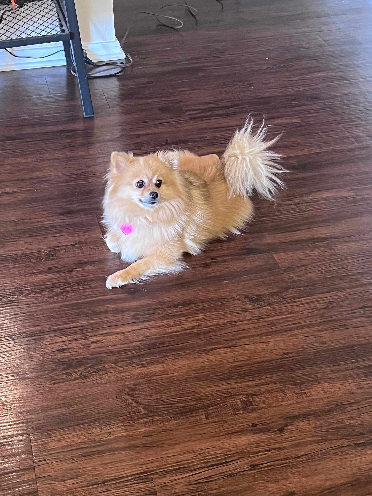 Koko joined the competition — help win amazing prizes! dog, fluffy, brown, pet, indoor, wooden_floor, collar, heart_tag, curious, small_dog, cute, animal, domestic, fur, laying_down, household, companion, canine, quiet, relaxed