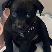 Missy is registered to the contest to win money with this photo: puppy, dog, black_dog, pet, indoor, floor_pad, bowl, sitting, young_dog, cute, collar, animal, canine, household, looking_up, young_pet, companion, domestic_animal, fur, paw