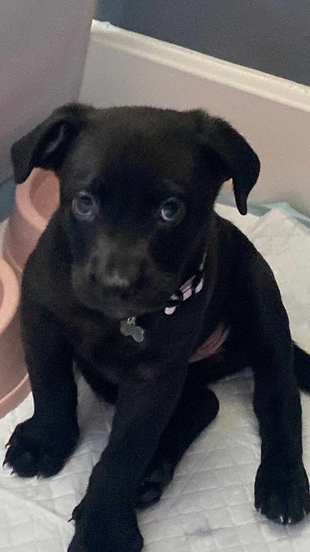 Missy is registered to the contest to win money with this photo: puppy, dog, black_dog, pet, indoor, floor_pad, bowl, sitting, young_dog, cute, collar, animal, canine, household, looking_up, young_pet, companion, domestic_animal, fur, paw