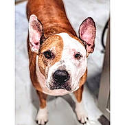 Lilah is registered to the contest to win money with this photo: dog, pet, brown_and_white, ears_up, looking_up, indoor, floor, canine, animal, curious, portrait, mammal, companion, domestic_animal, friendly, alert, standing, short_hair, white_paws, close_up