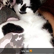 Sasuke a rejoint le concours — aidez-le/la à gagner de superbes lots ! carnivoran, cat, cat_like_mammal, dog_breed_group, fur, kitten, small_to_medium_sized_cats, tail, whiskers